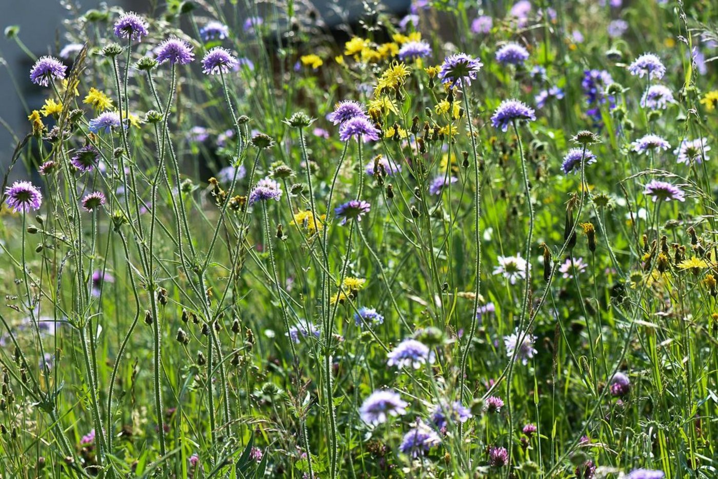 Artenreiche Fettwiese mit blühendem Wiesen-Pippau (gelb) und Acker-Witwenblume (violett) – eine typische Pflanzengesellschaft des Schweizer Mittellandes. (Bild ZHAW)
