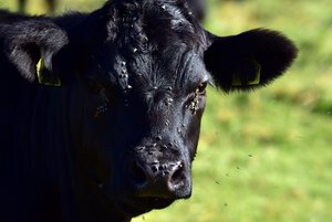 Sind Allergien eine Gefahr für Kühe und Rinder? Meist werden entzündete Augen bei Kühen und Rindern nicht durch allergische Reaktionen verursacht. Zumeist steckt die hochansteckende Weidekeratitis dahinter, die auch von Fliegen übertragen wird. (Bild Pixabay)