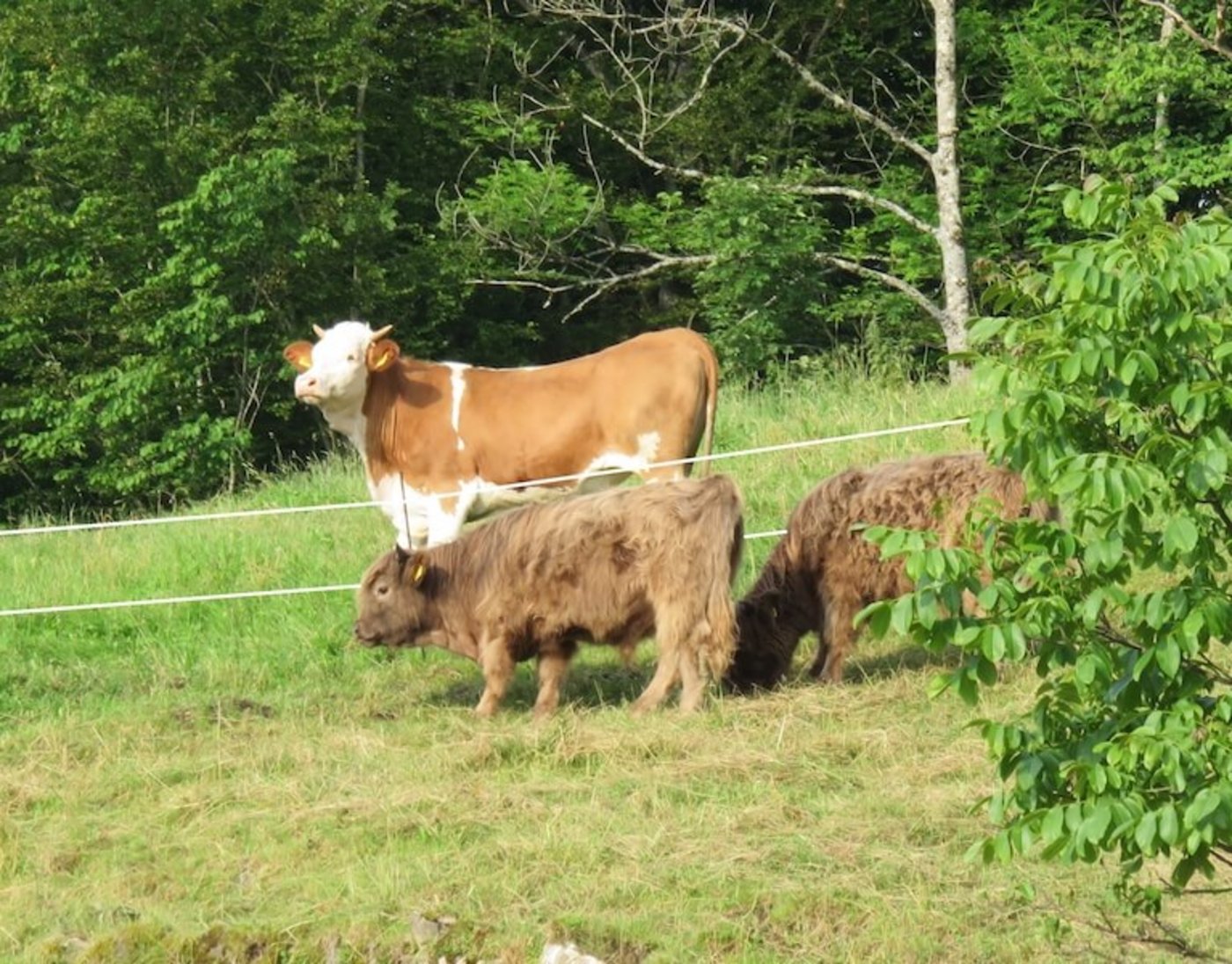 Hochleistungsrassen sind Feinschmecker, Hochlandrinder knabbern auch Sträucher ab. (Bild zVg)