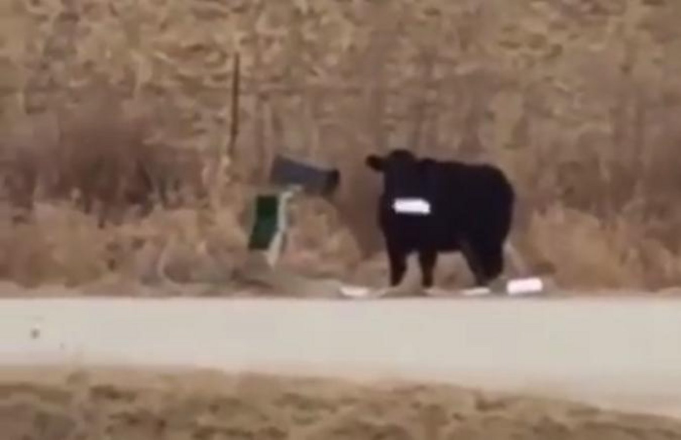 Da war wohl jemand hungrig. (Screenshot Erin Hudson via Storyful/Youtube)
