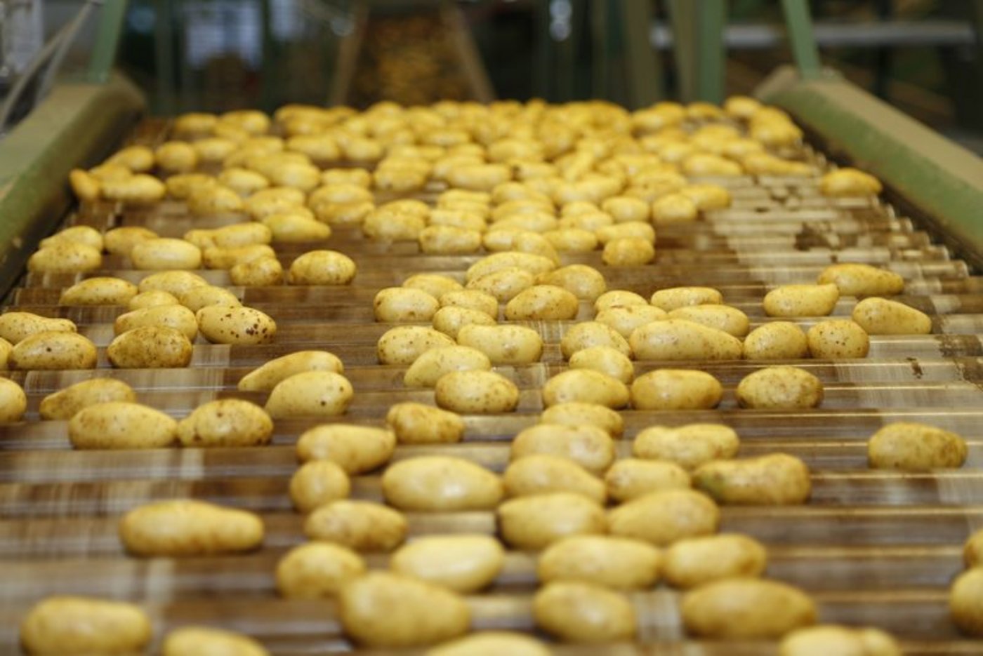 Bei den Speisekartoffeln braucht es mehr Importe. Verarbeitungskartoffeln liegen wegen der Gastronomie-Schliessungen jedoch noch viele im Lager. (Bild lid) 