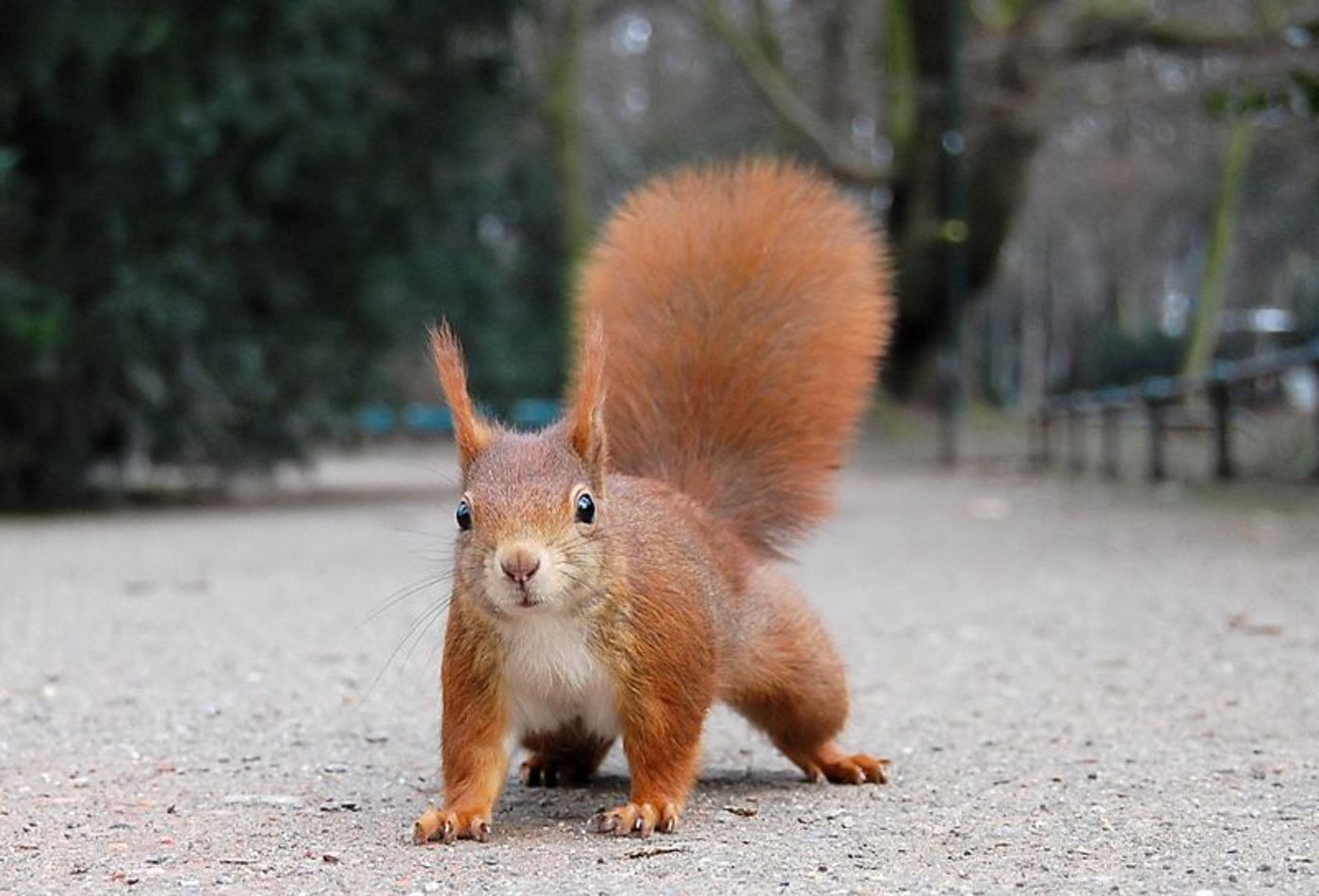 Ein einheimisches Eichhörnchen: Es ist fuchsrot. (Bild Ray Eye)