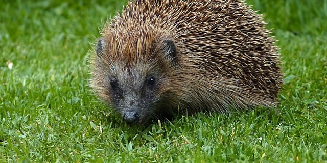 Für den Schutz des Igels sind die Kantone zuständig. Zu den Walliser Populationen fehlen Daten. (Bild PIxabay)