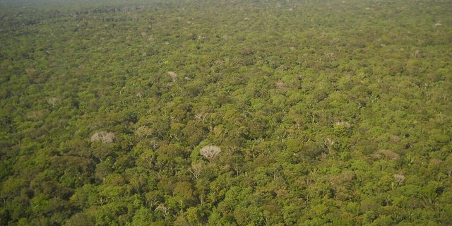 Ein Teil des in die EU importierten Sojas stammt aus dem brasilianischen Amazonasgebiet. (Bild rrubra/Pixabay)