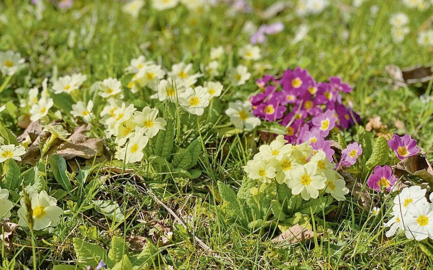 Die Primeln gehören zu den ersten Blumen, die die Frühlingssonne zum Blühen bringt. Von den rund 500 verschiedenen Primelarten wachsen die allermeisten auf der Nordhalbkugel.