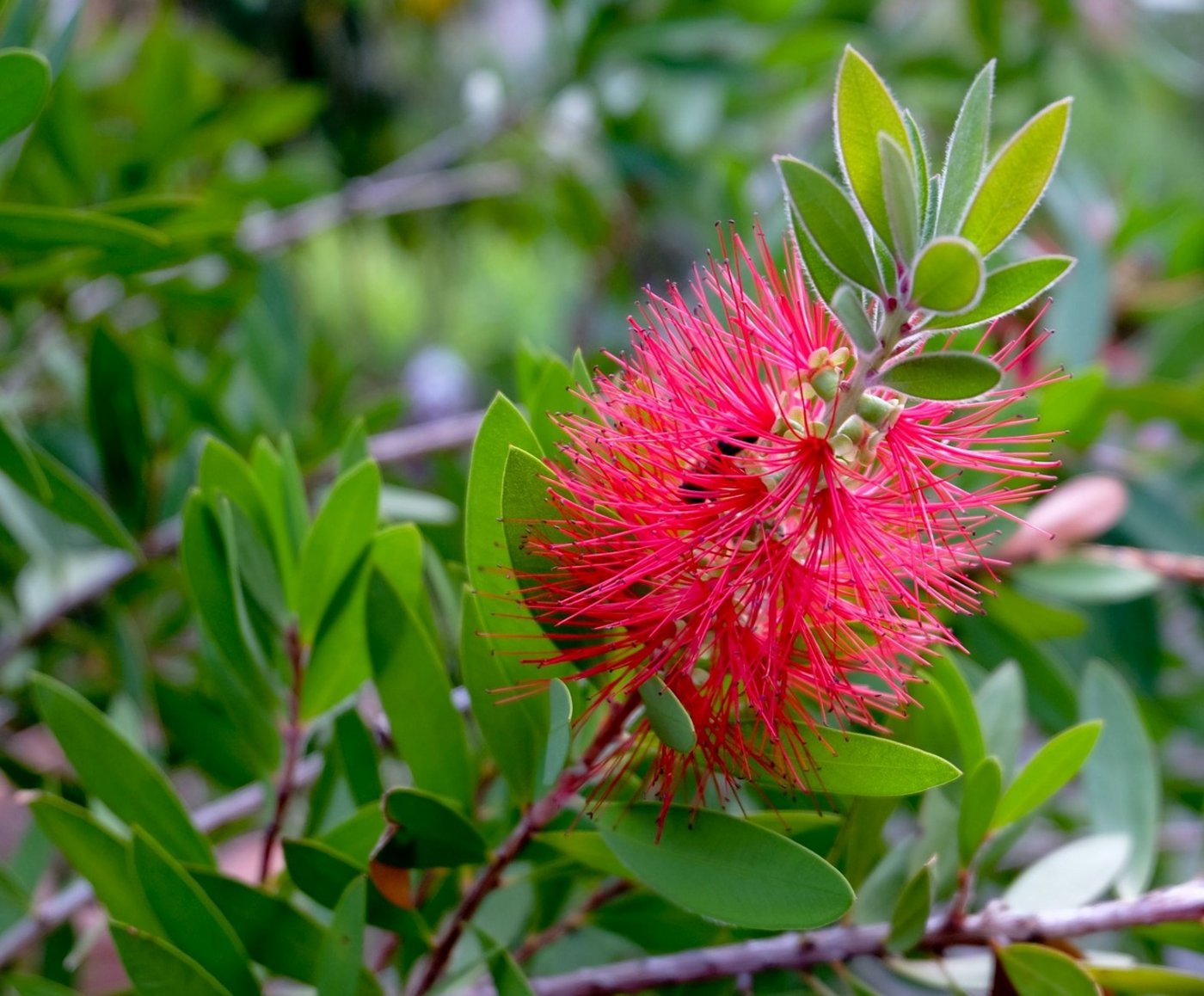 Es sollen 50 «Zylinderputzer» an Privatpersonen verkauft worden sein, an deren Wurzeln Riperisella hibisci leben. (Bild Couleur / Pixabay)