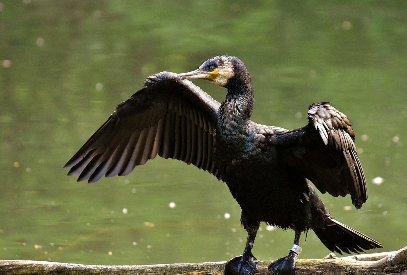 Der Kormoran bedroht in der Bodenseeregion gefährdete Fischarten. (Bild Pixabay)