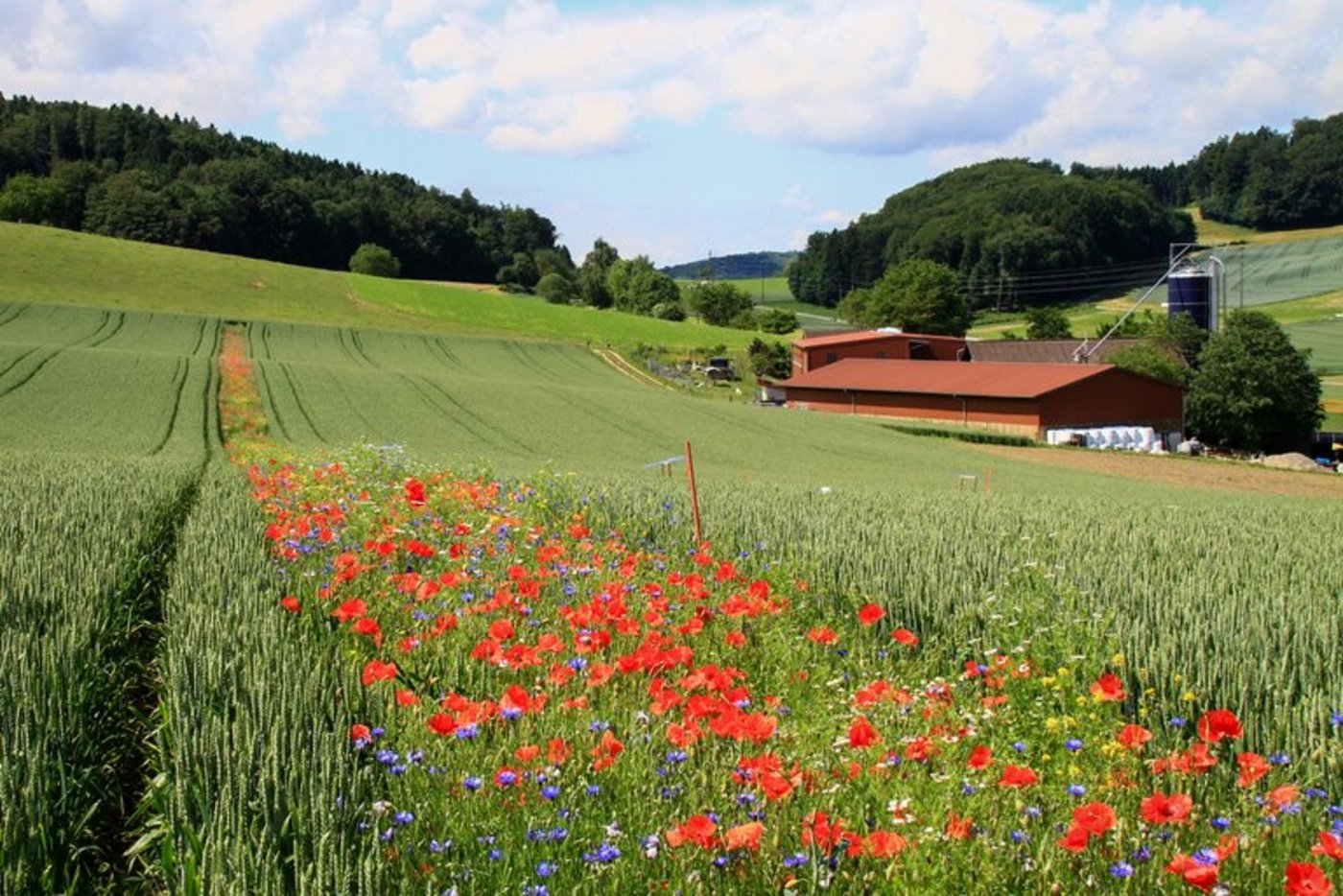 Blühstreifen tragen zur Reduktion des Einsatzes von synthetischen Pflanzenschutzmitteln bei. (Bild Matthias Tschumi/Agroscope)