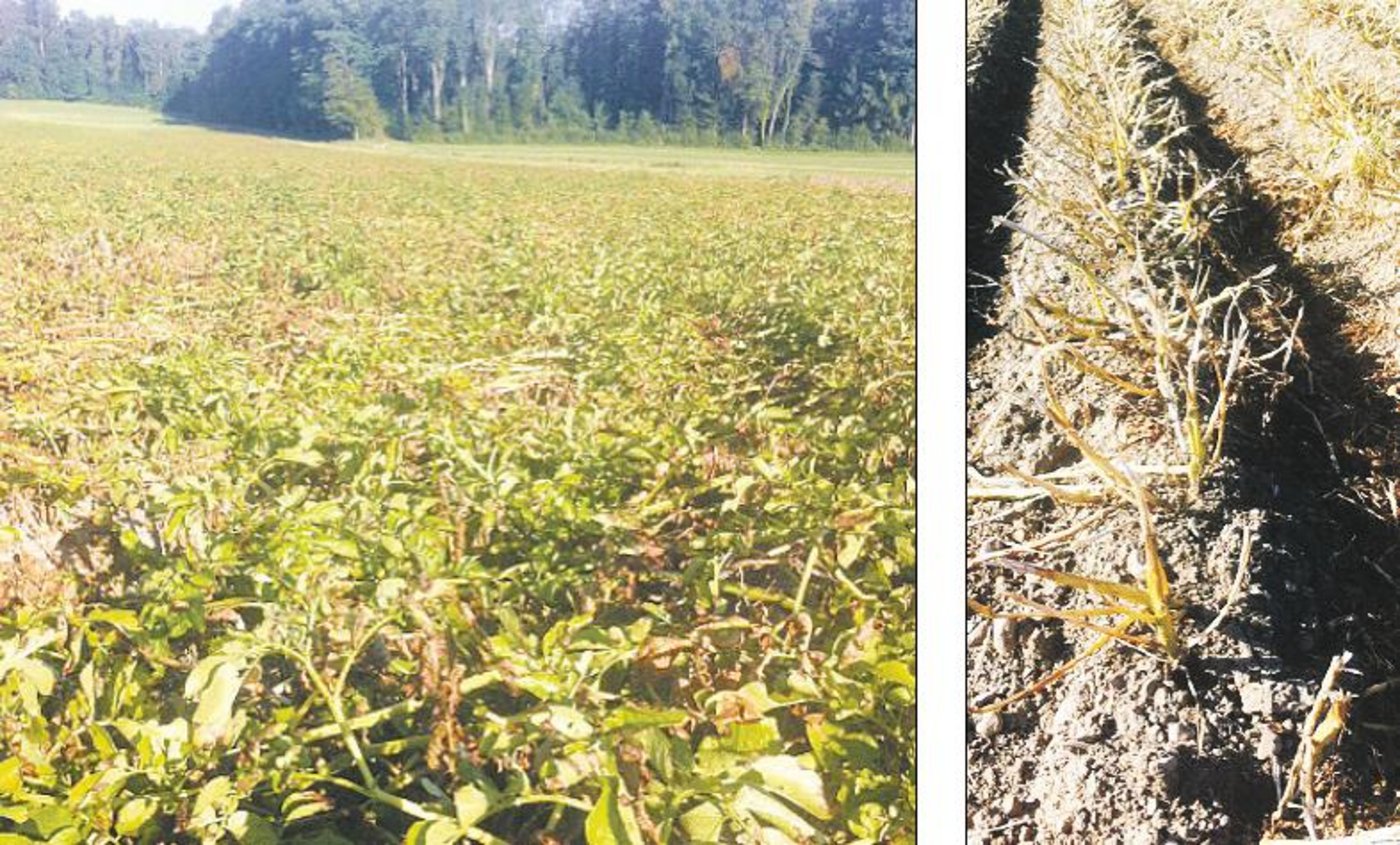 Bei Hitze- und Trockenstress sollte auf eine chemische Krautvernichtung im Katoffelbau verzichtet werden. Als Alternative kann das Blatt stehen gelassen (l.) oder abgeschlegelt werden (r.). (Bilder Martina Jenzer, BZ Wallierhof)