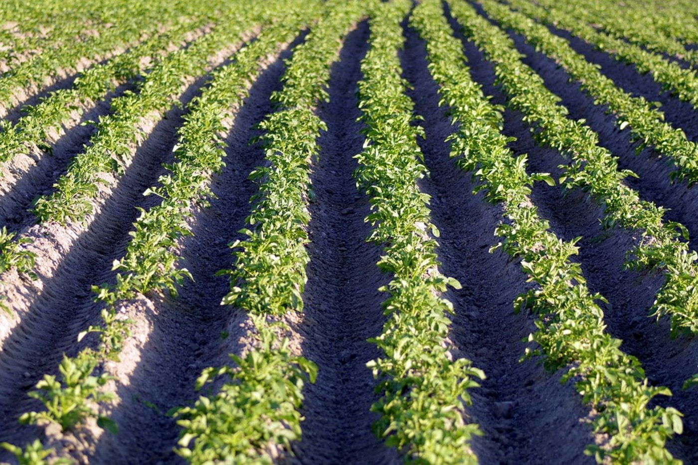 In Neuseeland werden die Kartoffeln knapp. (Symbolbild Pixabay)