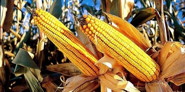 Vorwurf an Syngenta: Die gentechisch veränderte Maissorte sei verkauft worden, bevor die offizielle Einfuhrgenehmigung Chinas vorlag.(Symbolbild pd)