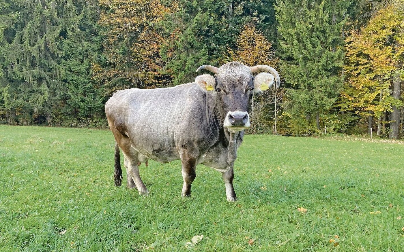 Resy, die 22-jährige Grauvieh-Kuh, ist immer noch rüstig und geht jedes Jahr auf die Alp.  