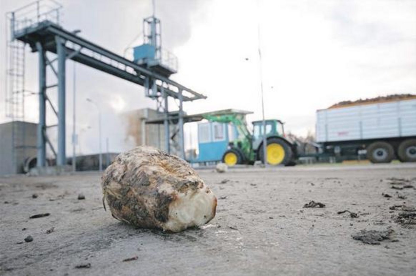 Ein Bahnunterbruch schnitt den Verarbeitungsprozess der Zuckerrübe für einen Moment ab. Die Verlagerung auf Strassentransporte konnte eine Verspätung dennoch nicht verhindern. (Bild iStock)