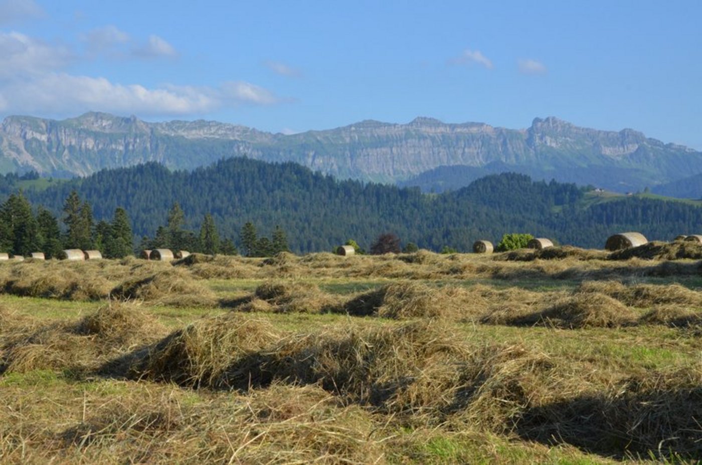 SAK-Grösse ein wichtiger Faktor und hat einen wesent-lichen Einfluss auf den landwirtschaftlichen Erfolg eines Betriebs. (Bild Aline Küenzi)