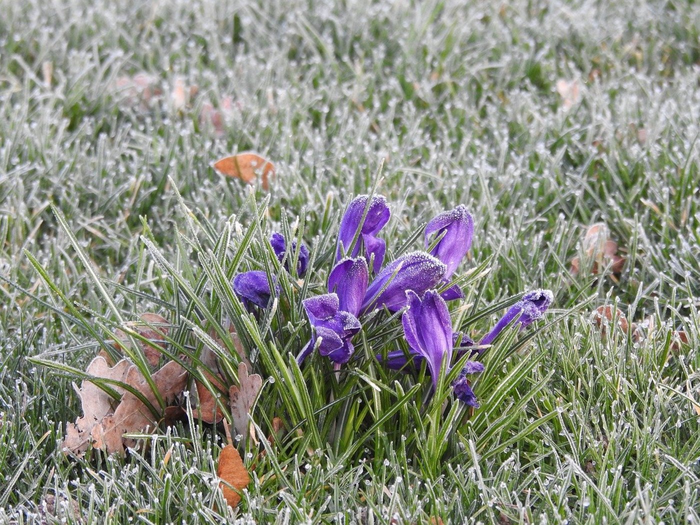 Bodenfrost gab es in diesem Frühling einige Male. (Bild Uschi_Du / Pixabay)