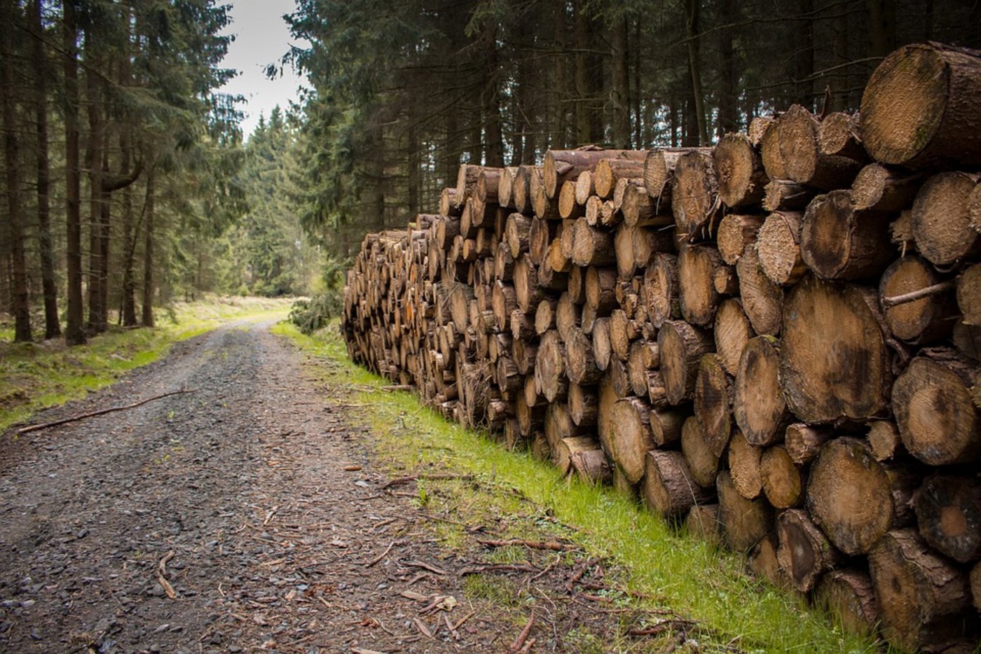 Das funktionieren der einheimischen Holzindustrie sei die Voraussetzung für die CO2-Politik des Bundes. (Bild Pixabay)