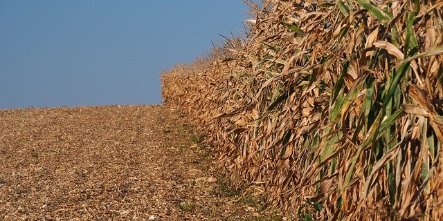 Die Trockenheit trifft auch die Landwirte aus dem Nachbarland. (Bild pd)