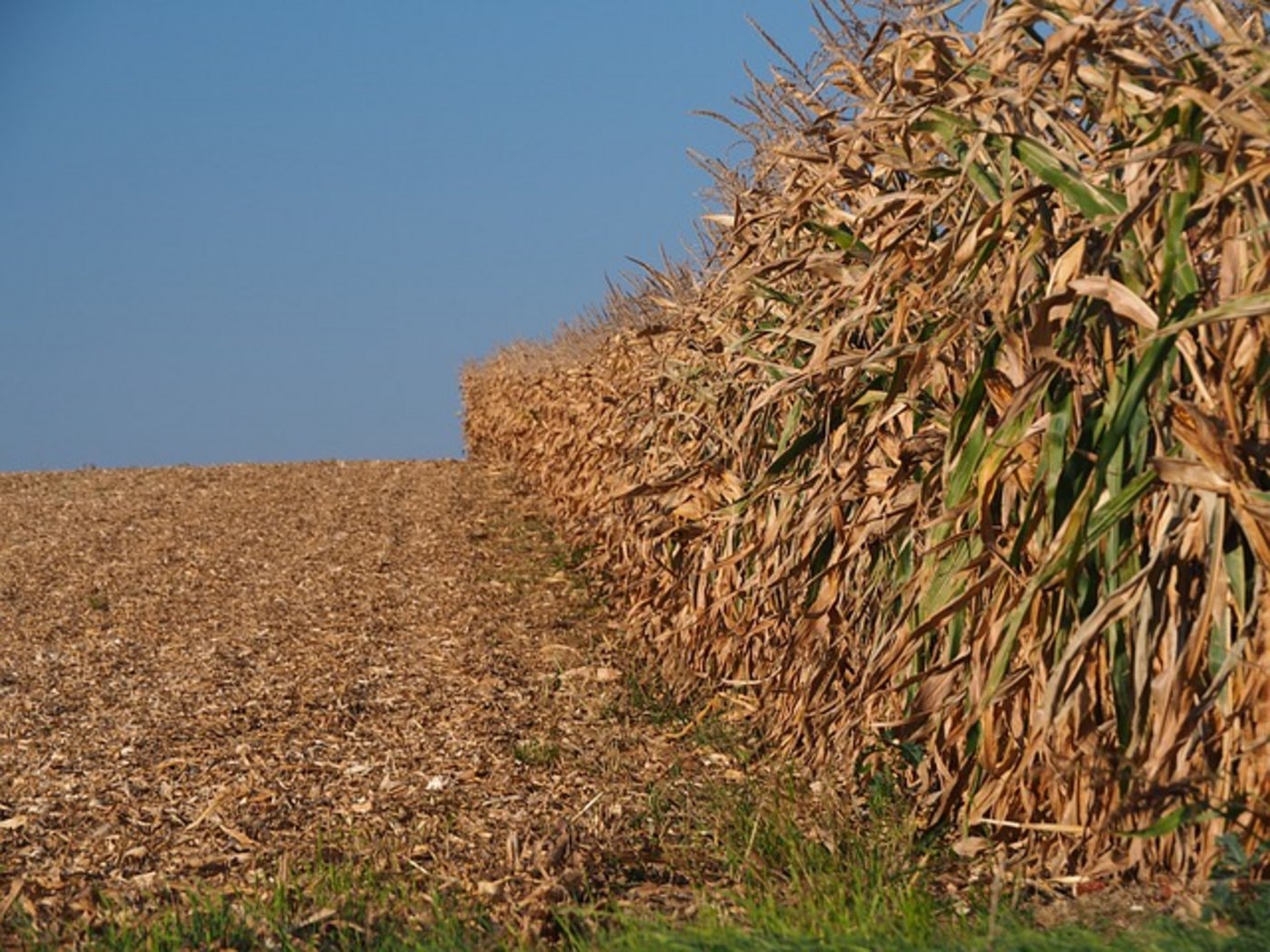 Die Trockenheit trifft auch die Landwirte aus dem Nachbarland. (Bild pd)