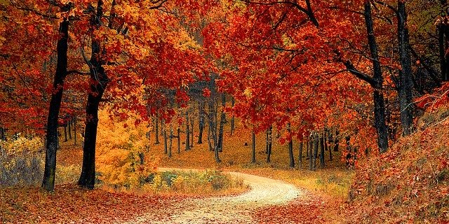 Ein Aufenthalt in der Natur ist gut für Körper und Geist. BAG und Bafu wüssten aber gerne mehr über die Zusammenhänge zwischen Umwelt und Gesundheit. (Bild Pixabay)