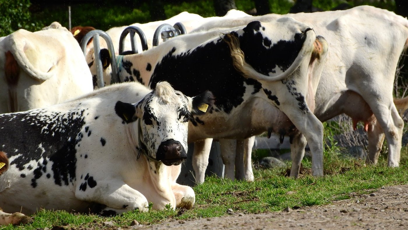 Kühe in Schweden. (Symbolbild Pixabay)