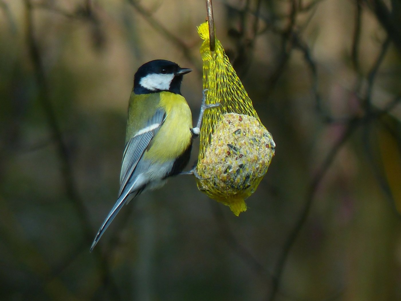 Eine Kohlmeise frisst Vogelfutter. (Bild Pixabay)