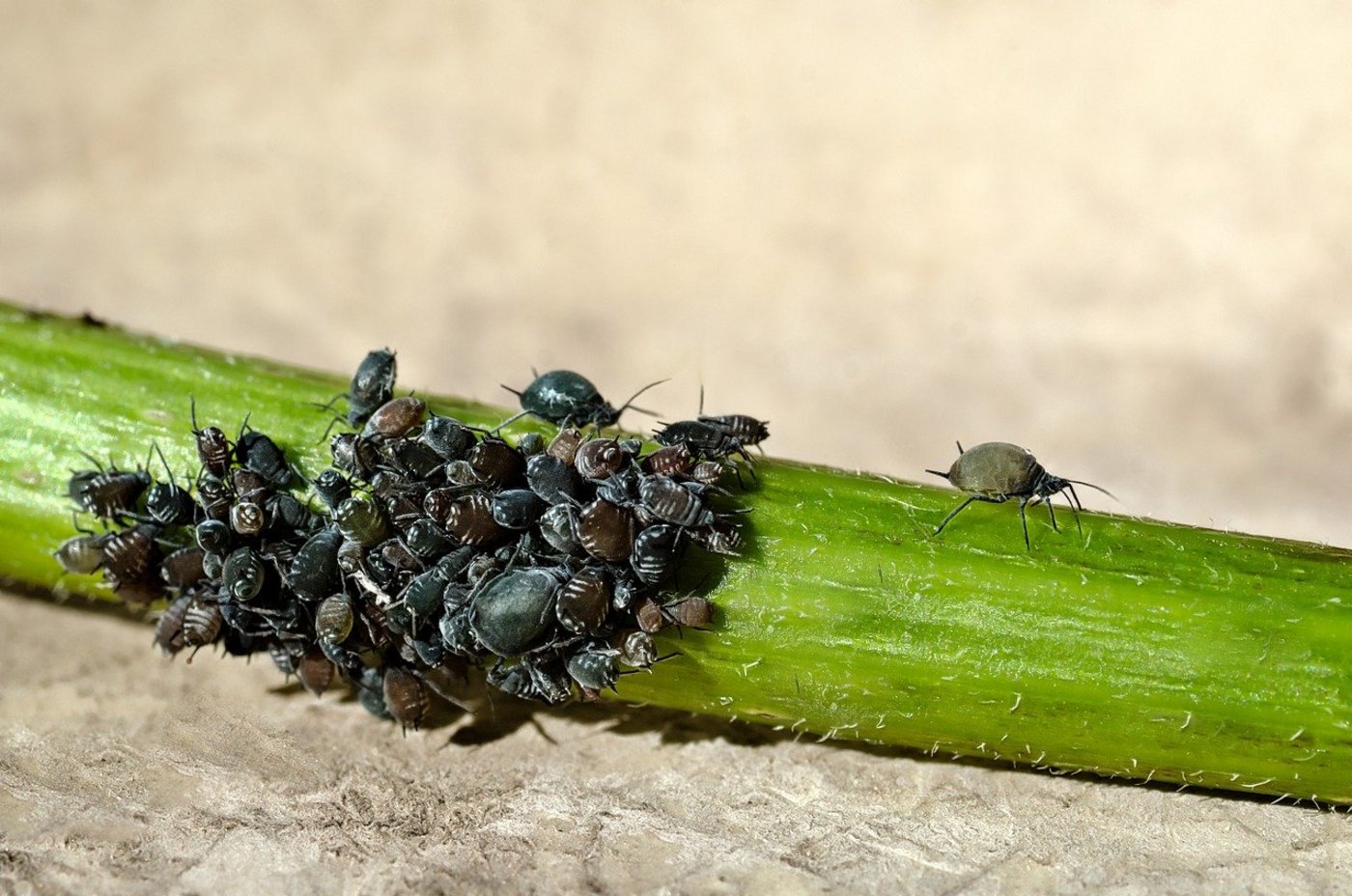 Der neue Wirkstoff soll die ganze Pflanze vor saugenden Insekten wie Läusen schützen. (Symbolbild Pixabay)