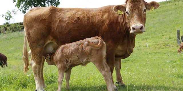 (Bild lid/ji)