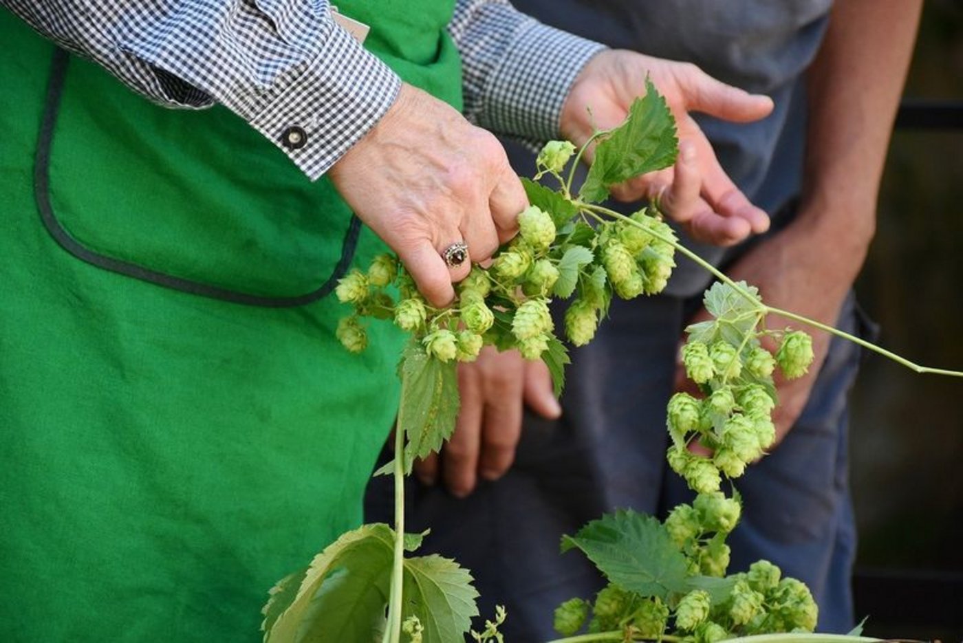 Hopfenanbau ist kein kurzfristiges Geschäft. (Bild Pixabay)