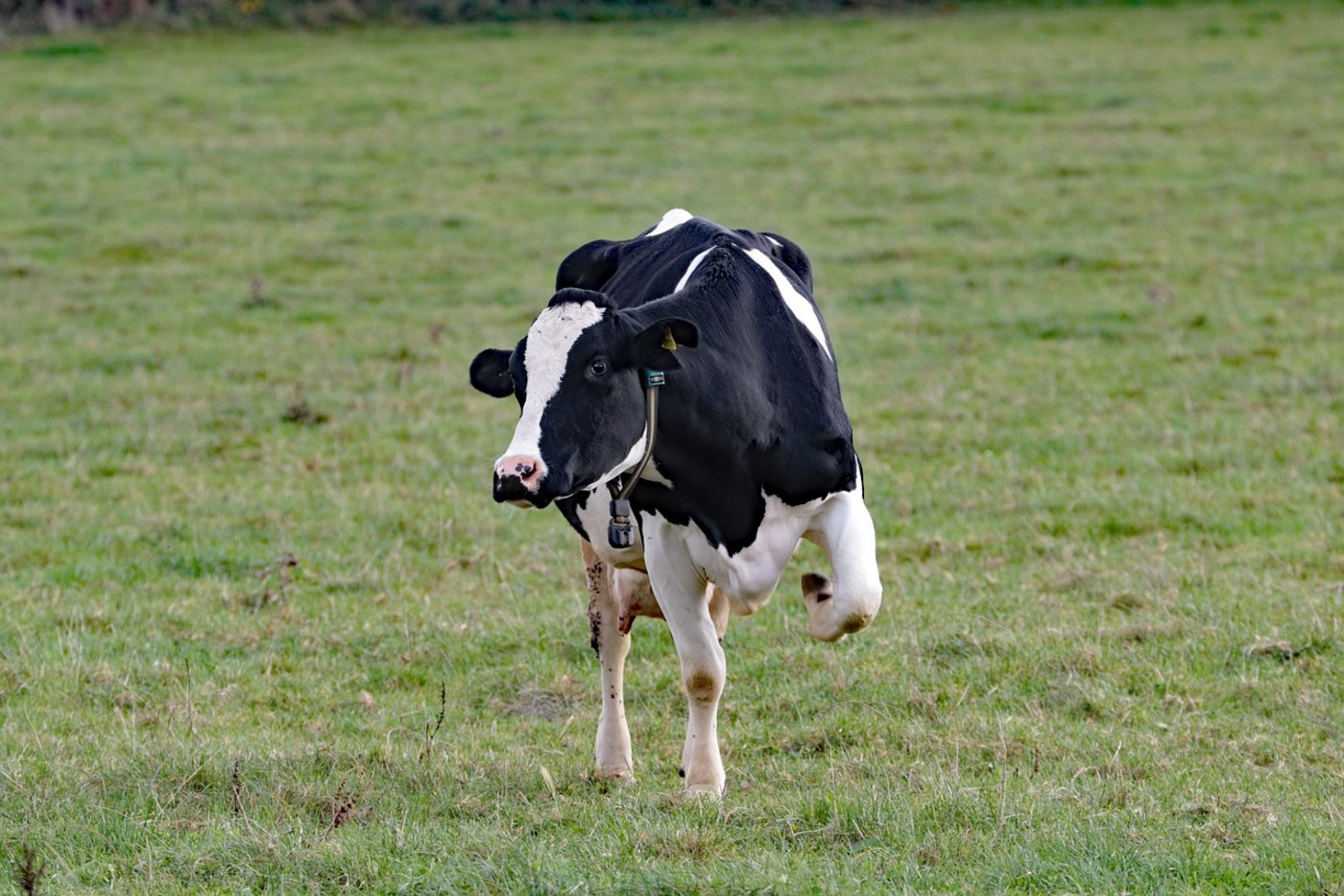 Zwar verzeichnete man 2020 allgemein höhere Milchpreise, für den SBV ist die Situation bei der Molkereimilch aber nach wie vor «unbefriedigend». (Symbolbild Pixabay)