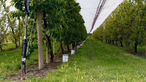 Die Ostschweizer Obs Die Ostschweizer Obstproduzenten wappnen sich mit Frostkerzen. Die Kälte anfangs Woche gab schon einen Vorgeschmack.