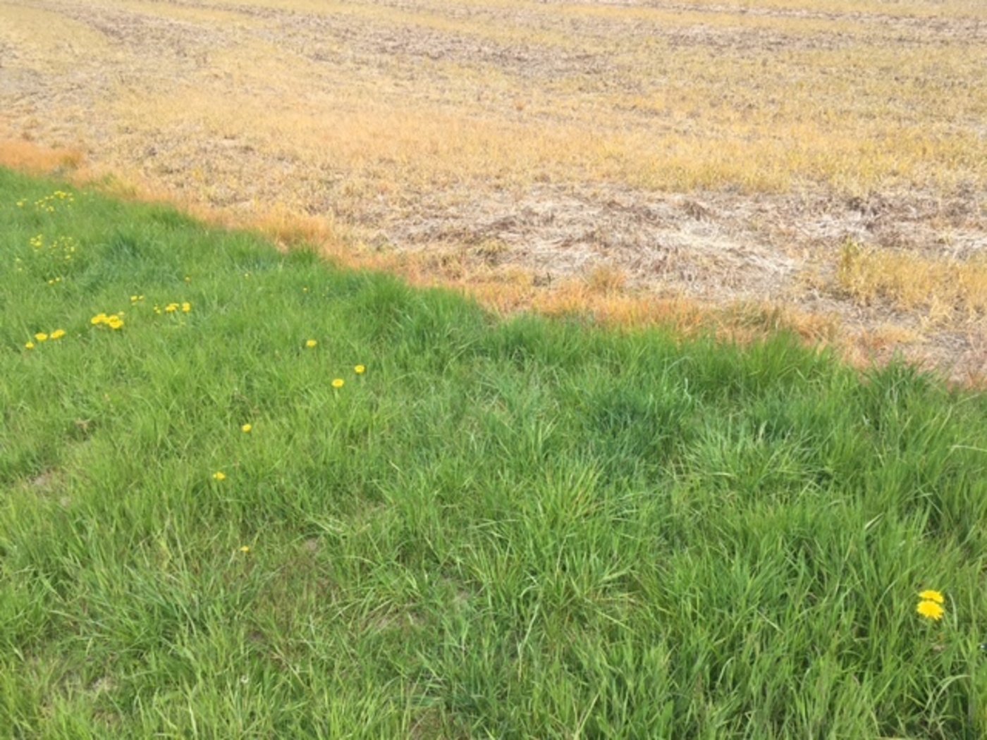 Glyphosat ist vor allem dort wichtig, wo ohne tiefere Bodenbearbeitung Unkraut kontrolliert werden soll, wie etwa bei der Direktsaat. (Symbolbild jsc)