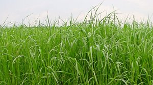 Italienisches Raigras: Zwei Neuzüchtungen übertreffen alle bisher empfohlenen Sorten Anhand der Resultate der Sortenprüfung erstellt Agroscope eine immer aktualisierte Liste der empfohlenen Sorten von Futterpflanzen. Wichtig ist bei Raigräsern z. B. die Resistenz gegen Bakterienwelke. (Bild Daniel Suter / Agorscope)