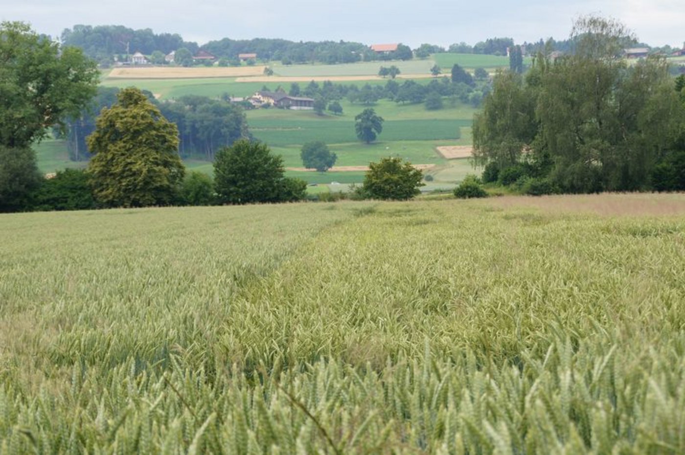 Beim Brotgetreide nimmt 2021 vor allem die Anbaufläche von Brotweizen zu. (Bild lid/ji)
