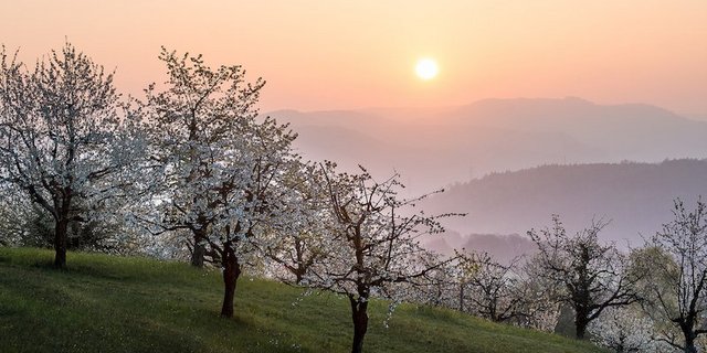 Am 28. April 2019 ist es wieder soweit: Hochstamm Suisse und Birdlife Schweiz laden zum mittlerweile traditionellen 16. nationalen Tag der Hochstammbäume ein. (Bild Hochstamm Suisse)