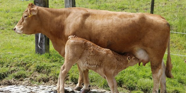 Der Herdbook-Award von Mutterkuh Schweiz geht an Fleischrinder mit hervorragender Lebensleistung. (Bild Pixabay)