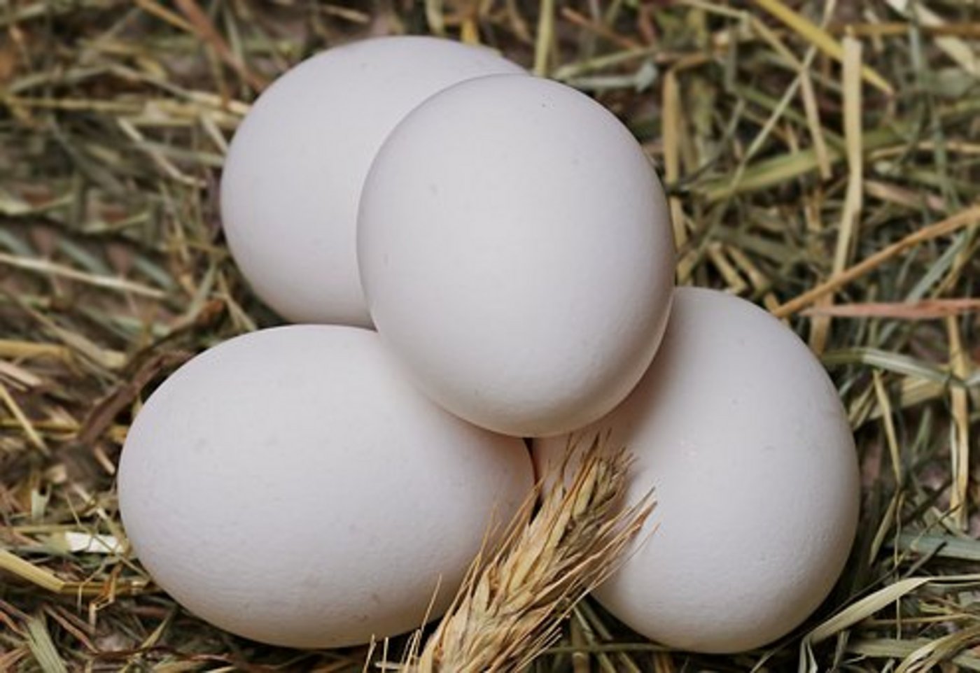 Mehrere Tonnen fipronilbelastete Eierprodukte sind erstmals in Tschechien und erneut in Bulgarien aufgetaucht. (Symbolbild Pixabay)