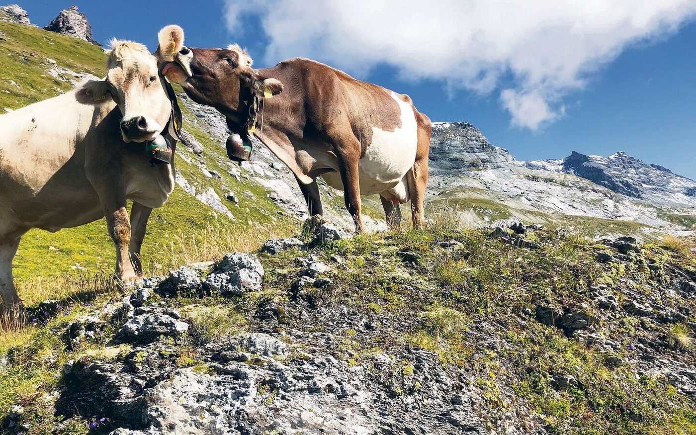 Früher es üblich, dass auf den Alpen mehrere Personen mit dem Unterhalt der  Weide beschäftigt waren.
