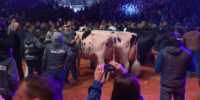 Die Schweiz feiert einen Dreifach-Sieg: Champion Chelios Heline, Reserve Dempsey Espirit und Mention Doorman O'Katrysha (v. r. n. l.)