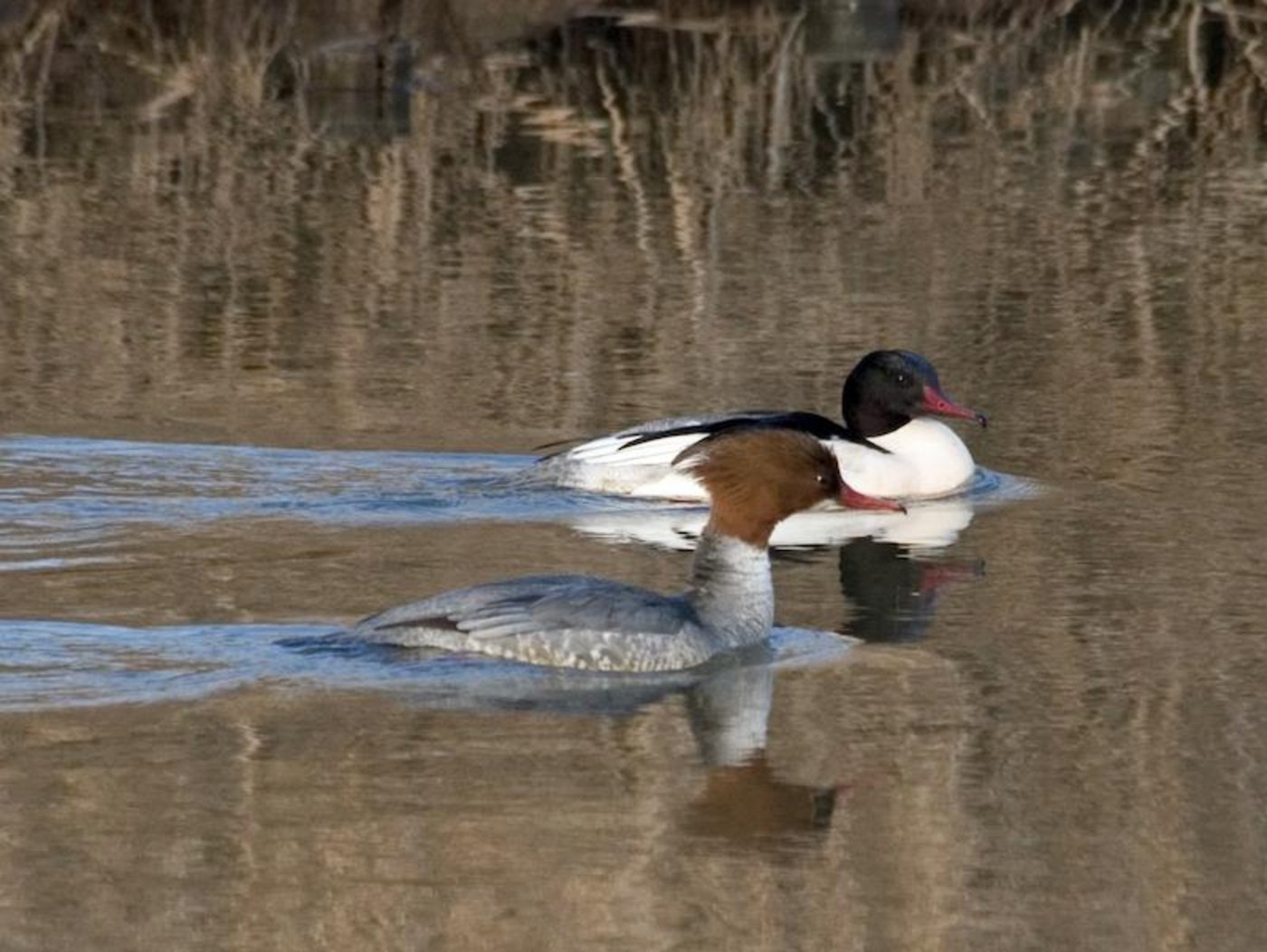 Gänsesäger: Weibchen (vorne) und Männchen. (Symbolbild Wikipedia)