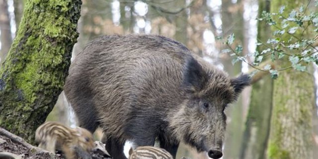 Die Afrikanische Schweinepest kann Wildschweine, aber auch Hausschweine heimsuchen. (Bild Pixabay)