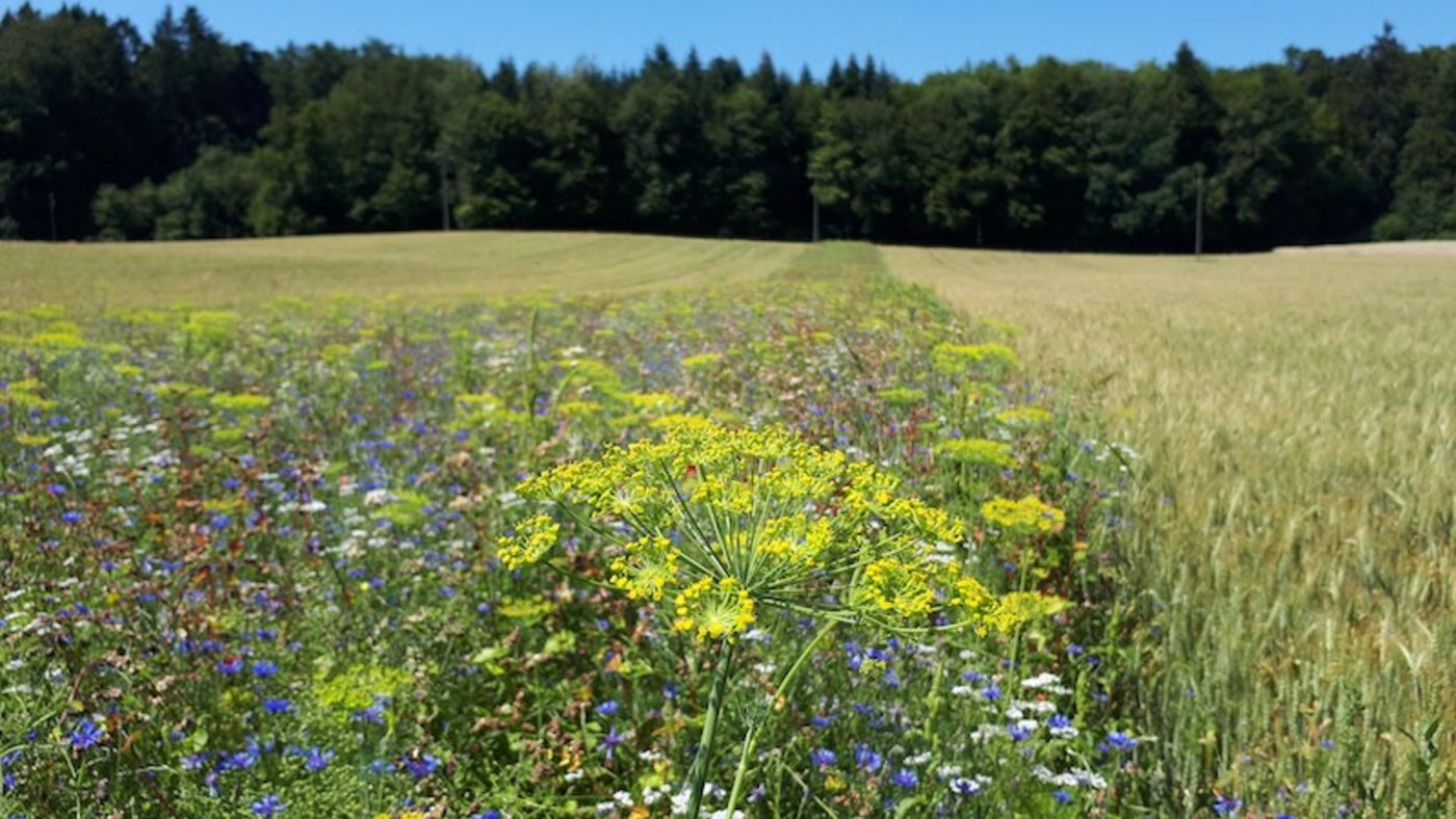 Blühstreifen für Nützlinge helfen gleichzeitig für die Biologische Schädlingsbekämpfung. (Bilder Katja Jaccot, Agroscope)