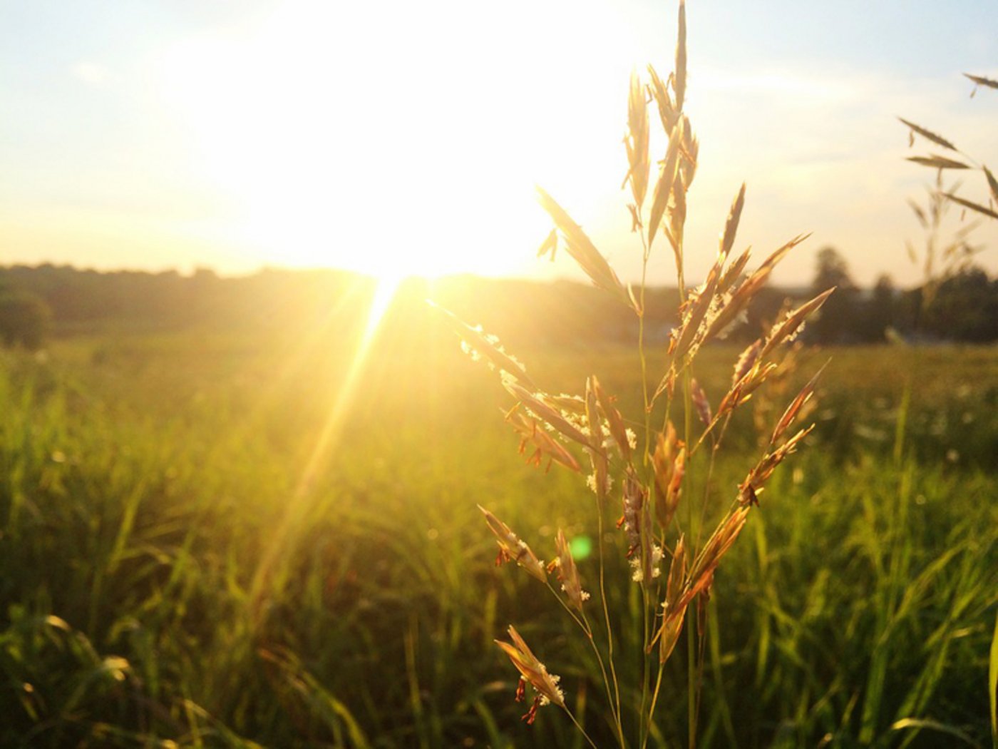 Vielerorts werden hohe Konzentrationen an Gräser-Pollen erwartet. (Bild lid)