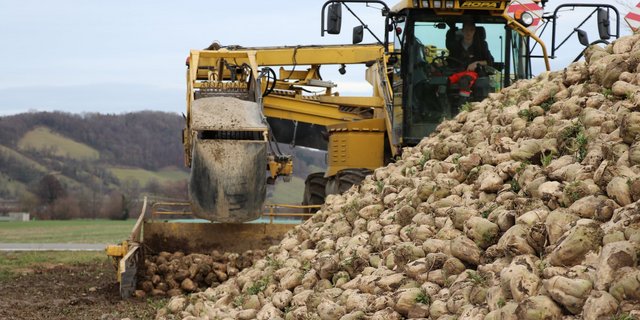 Pflanzer erhalten für ihre Rüben einen Franken mehr als beschlossen. Der Rübenanbau hat's nötig, denn auch in diesem Jahr fehlt es an Produzenten. (Bild BauZ)