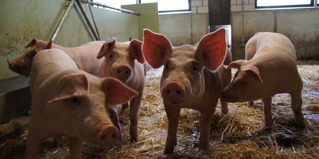 Der chinesische Schweinebestand musste aufgrund der ASP erneut einen starken Rückgang verzeichnen. (Symbolbild ji)