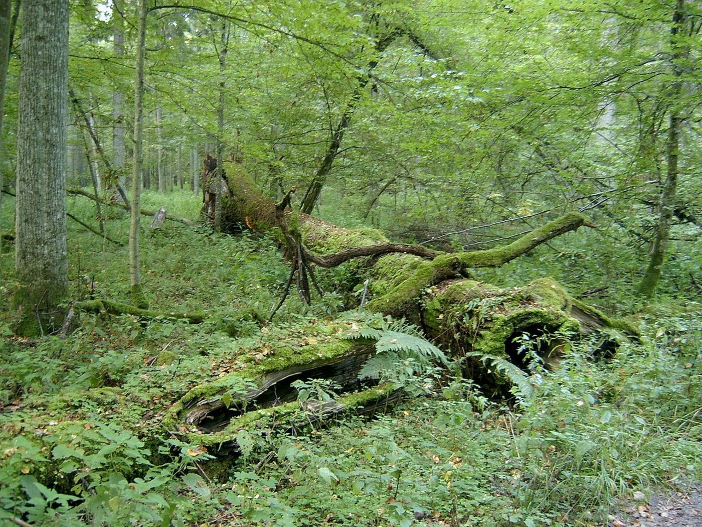 Der Białowieża-Urwald gilt als letzter Tiefland-Urwald Europas. (Bild Ralf Lotys) 