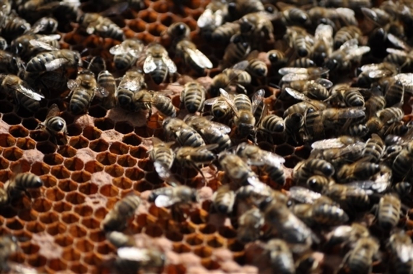 Neonikotinoide stehen im Verdacht, Bienen zu schaden. (Bild pd)