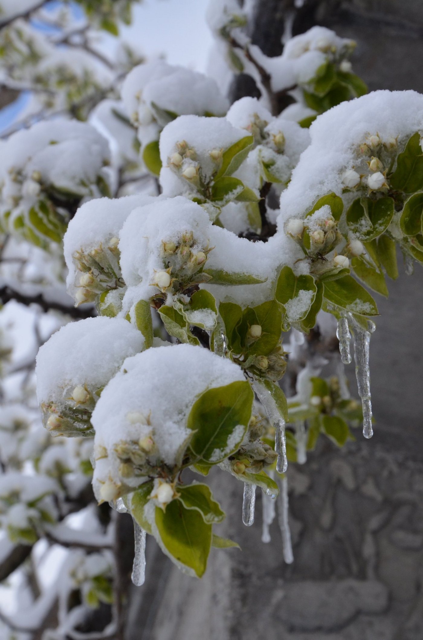 Der aussergewöhnlich starke Frühlingsfrost vom April 2017 hat grosse Schäden im Obst-, Beeren- und Weinbau hinterlassen. (Bild Aline Küenzi)