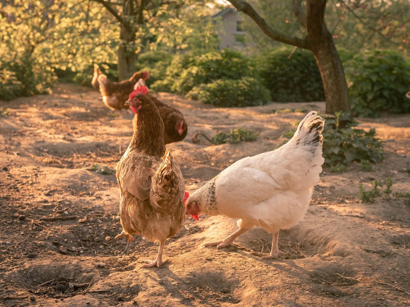 Weder die Schweizer Nachfrage nach Eiern noch jene nach Fleisch kann mit der inländischen Produktion gedeckt werden. (Bild Andreas Goellner/Pixabay)