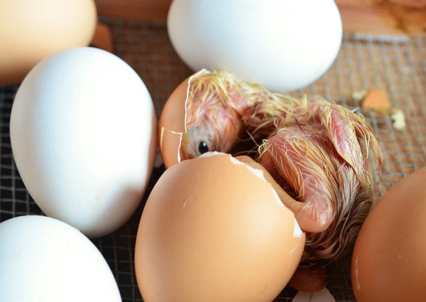 Gallo Suisse will weiterhin Küken aus Schweizer Brütereien, um das Tierwohl sicherzustellen. (Bild Pixabay)