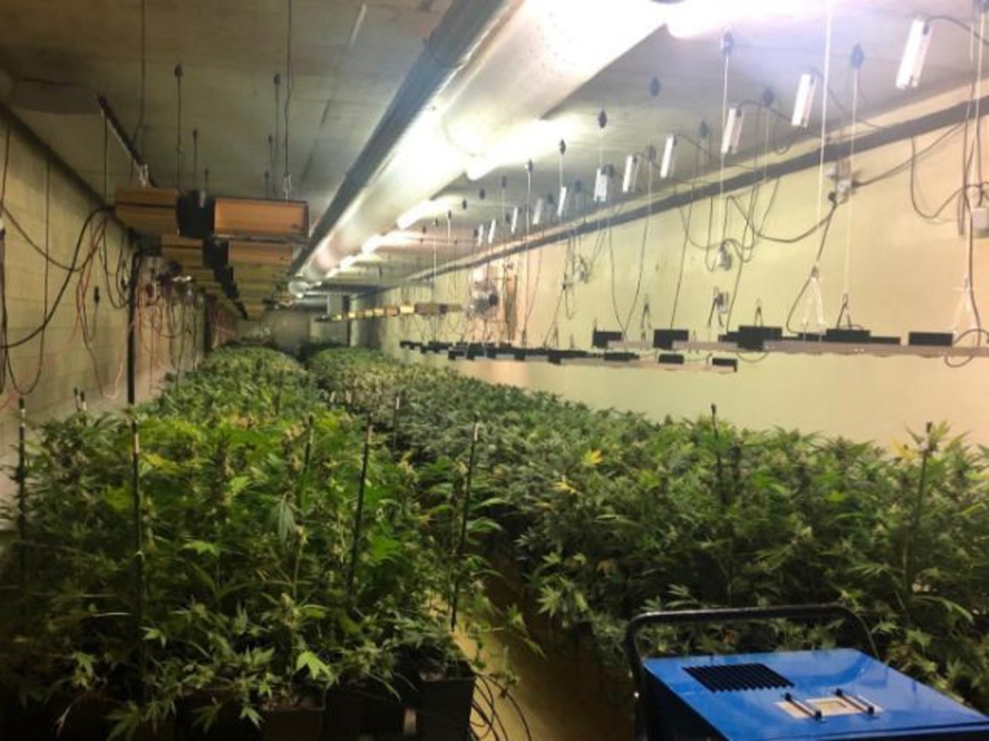Die Kapo BE hat Lützelflüh-Goldbach eine Indoor-Hanfanlage mit über 4200 Pflanzen sichergestellt. (Bild Kapo BE)